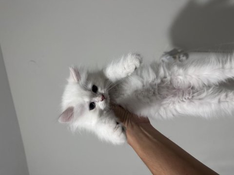 British longhair erkek yavru