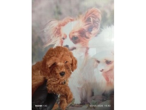 Irk ve sağlık garanti poodle bebeklerimiz