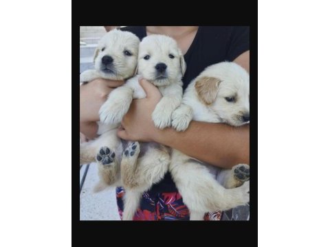 A kalite ırk sağlık garantili golden retriever yavrular