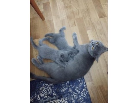 Saf kan british shorthair