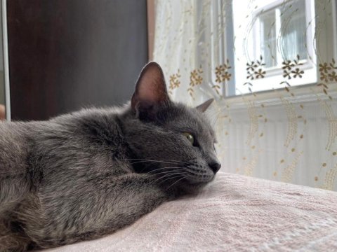 British shorthair kedimize ömürlük yuva arıyoruz
