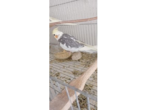 6 aylık erkek sultan papağanı