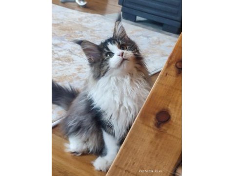 Şeceresi şampiyonlar ile dolu polidaktil dev maine coon