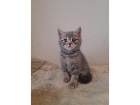 45 günlük british shorthair yavrular