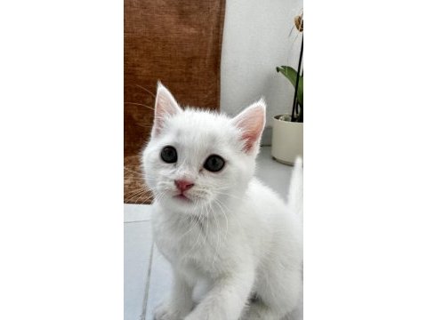 British shorthair beyaz yavrular