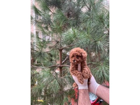 Kore teacup poodle yavru