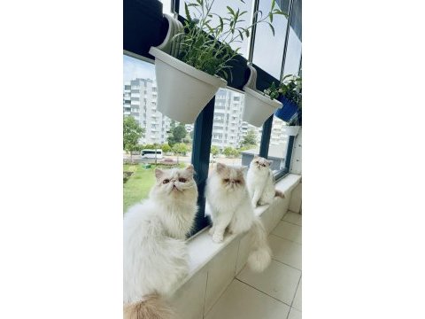 Kedimiz için açıklama okuyun ve lütfen arayarak bilgi alın