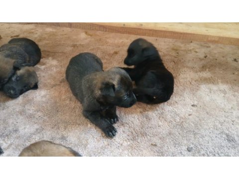 Belçika malinois yavrularımız sahiplendirilecek
