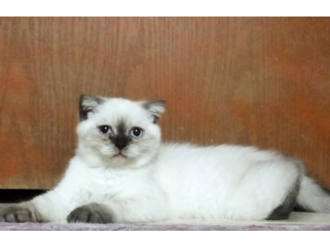 Scottish fold çikolata point