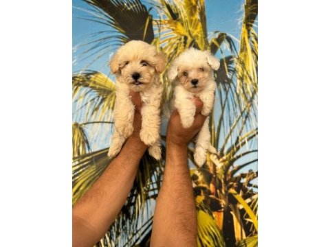 Maltipoo elma şekeri