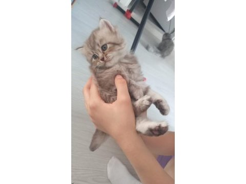 British shorthair yavrumuz