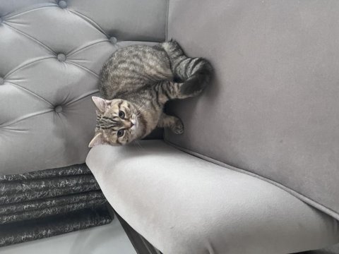 British shorthair golden tabby