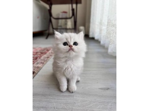 Kendi scottish fold kedimizin yavruları
