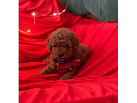 Safkan toy poodle bebekler