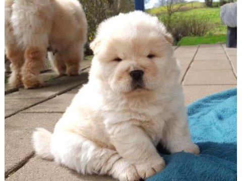 Irk ve sağlık garantili chow chow