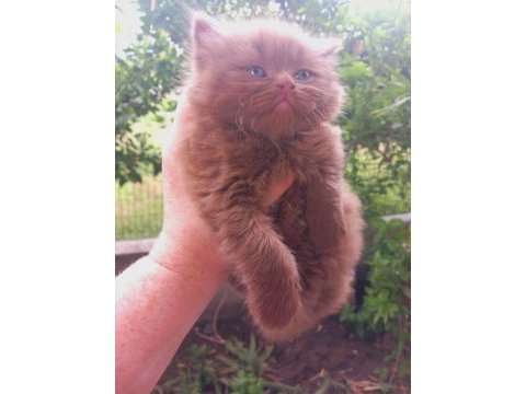 Cinnamon erkek british shorthair