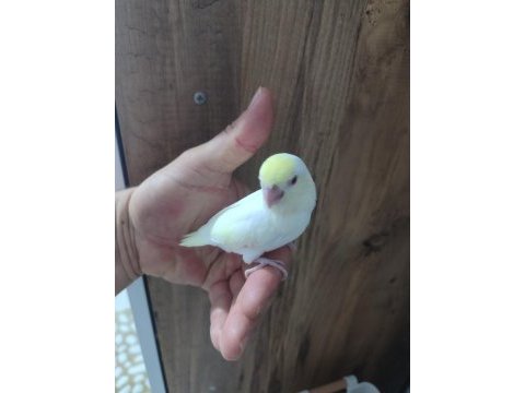 El besleme veya yeni yeme düşmüş kuşlar