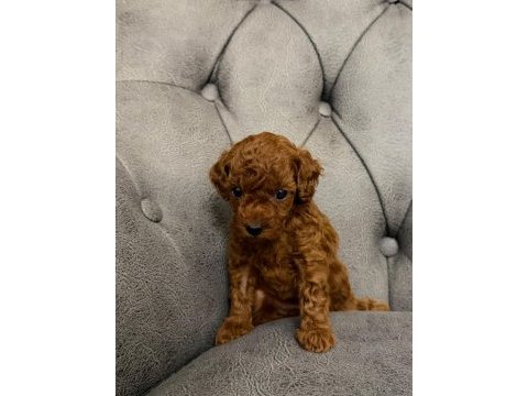 Her bütçeye poodle