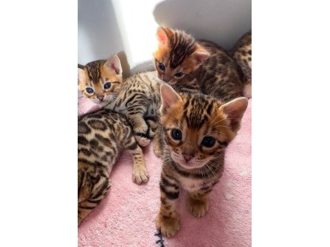Safkan bengal kedisi yavrular