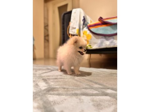 Pomeranian 3 aylık yavru