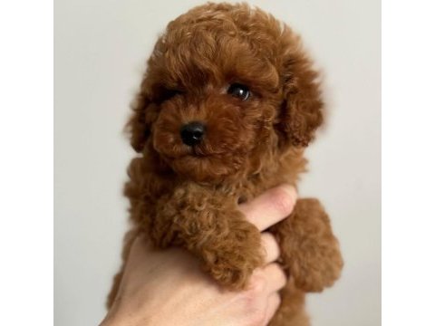 Toy poodle yavru köpeğimiz