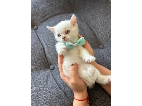 British shorthair 50 günlük yavru