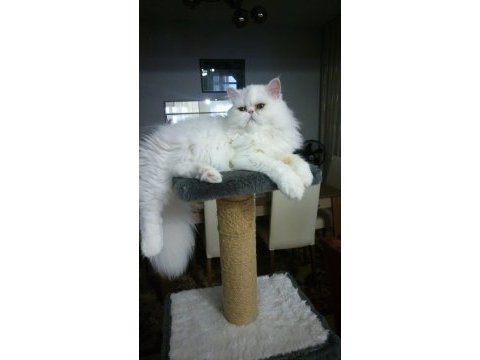 Safkan iran persian yavrular