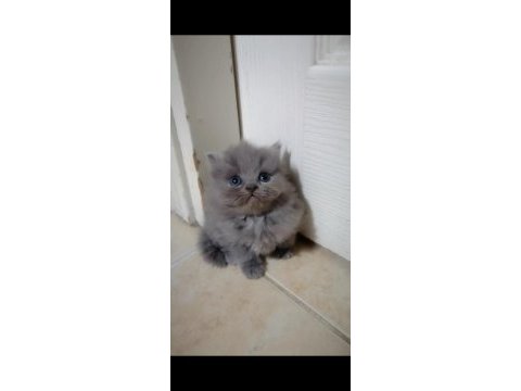 Scottish fold yavru antalya