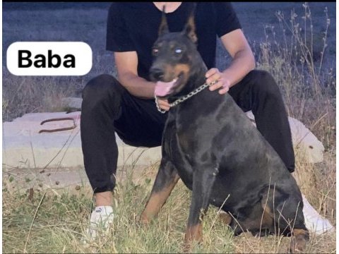 Son bir adet fırsat dobermanı 56 günlük dişi