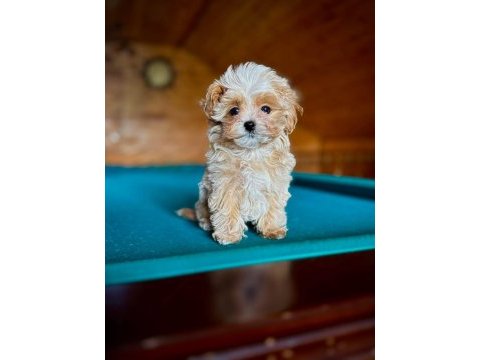En iyi kore maltipoo yavruları