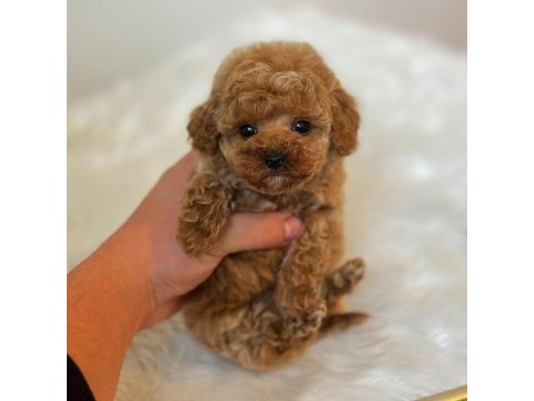 Birbirinden güzel toy poodle bebeklerimiz