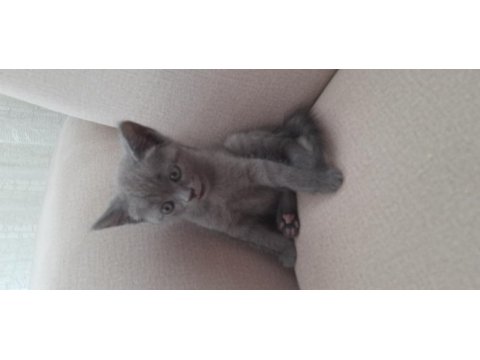 A kalite british shorthair gri