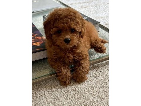 Irkının güzeli toy poodle bebek
