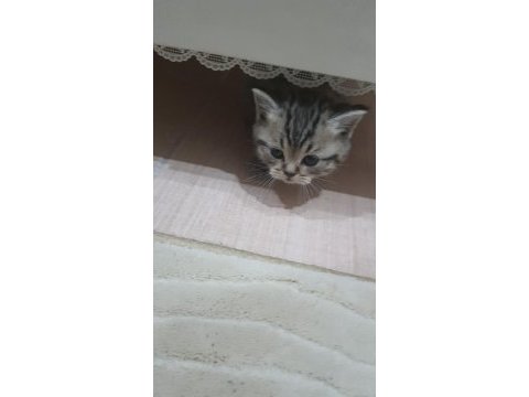 Yuva arayan sevimli british shorthair yavrularımız