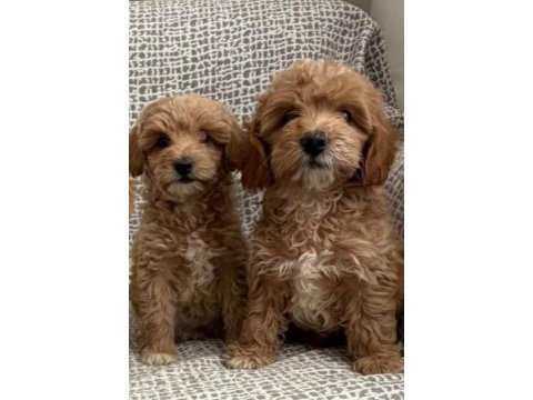 Maltipoo cins bebekler