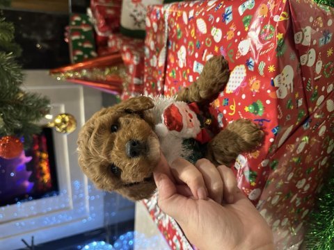Özel çift renkli limited toy poodle