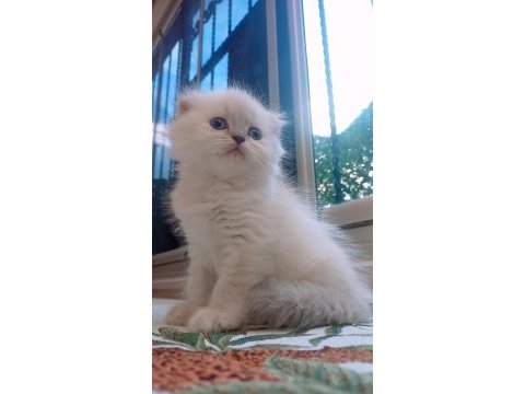 British shorthair istanbul içinde ulaşımını sağlıyorum