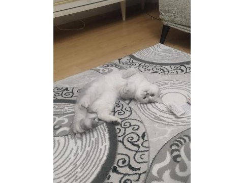 2 yaşında erkek kedimiz