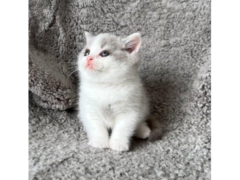 Lilac bicolor solid erkek british bebekler