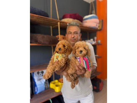 Mükemmel kalitede poodle bebeklerimiz
