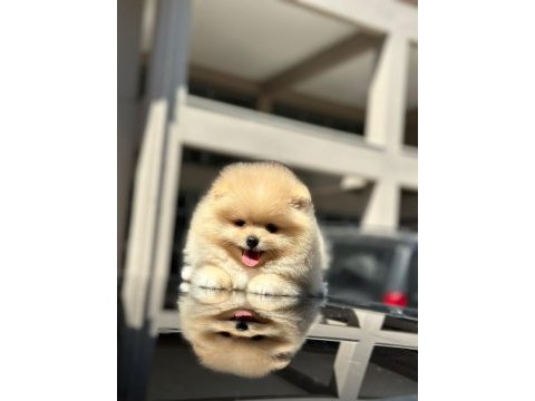 Orjinal şecereli pomeranian boo