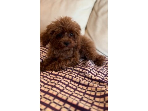 Safkan kore poodle yavrular