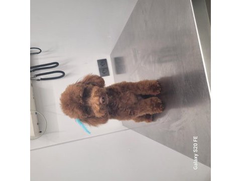 Teacup kuyruksuz poodle eşleşme için