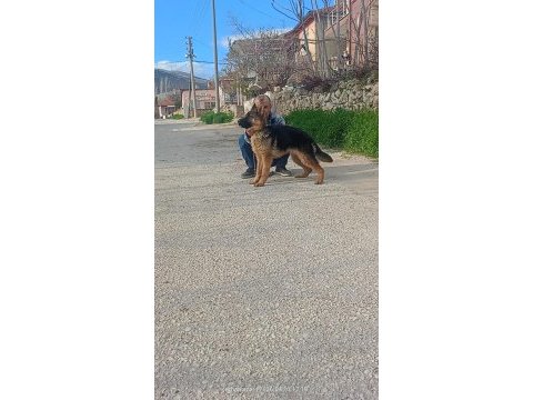 Şecereli 6 aylık dişi alman kurdu