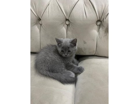 British shorthair yavru kediler