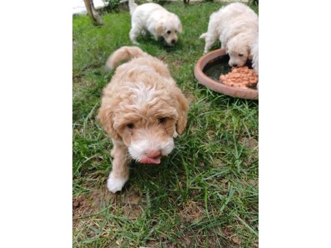 Arthur ve sakızın maltipoo yavruları