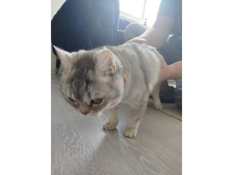5 aylık yavru british shorthair erkek kedimiz