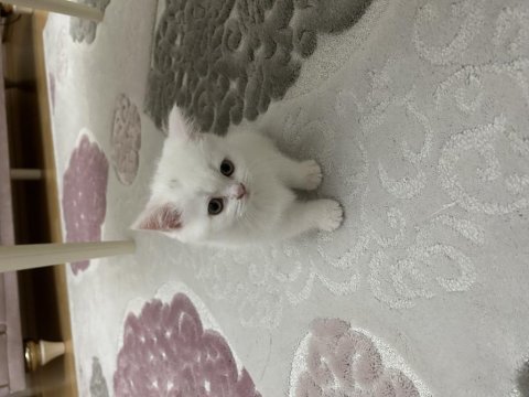 Pamuk şekerler yeni yuvalarını bekliyor kediler