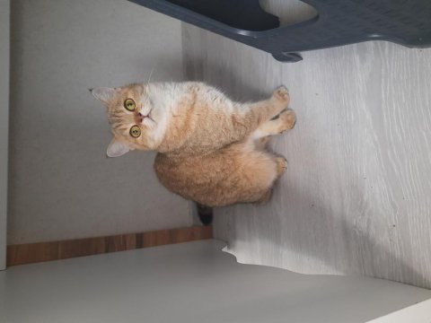 Yeni british shorthair yavrularımız yuvasına gitmeye hazır