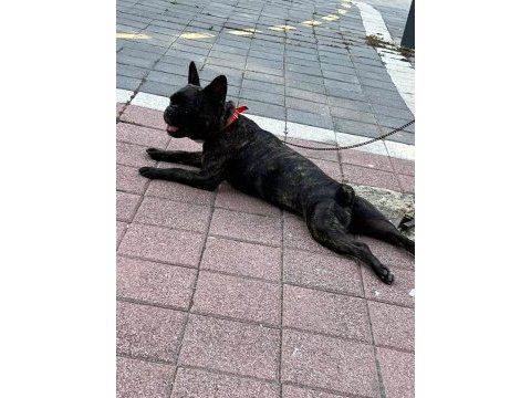 Tuvalet eğitimli french bulldog